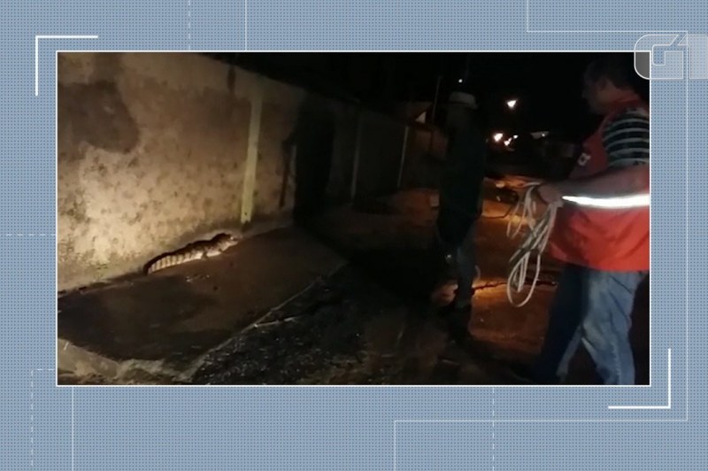 Foto: ReproduçãoG1