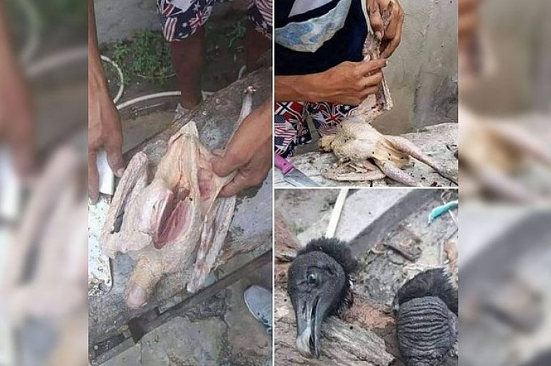 Foto: Divulgação