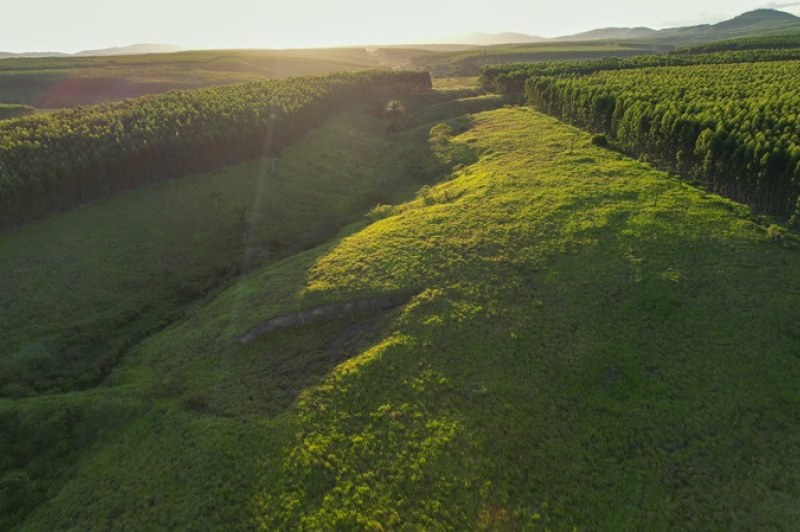 Foto: Divulgação/Veracel